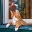 絶対ダメ！ベランダでのペットの飼育