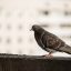 気づいたら手遅れに・・・。野鳥の住み着き